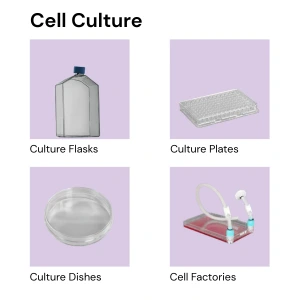 cell culture